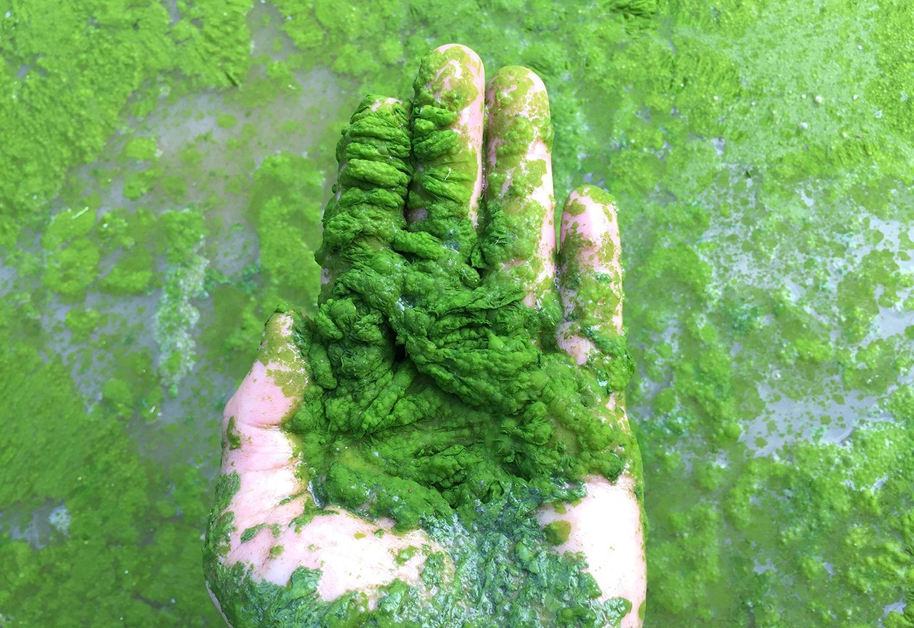 Algae Bloom Pesticide Water