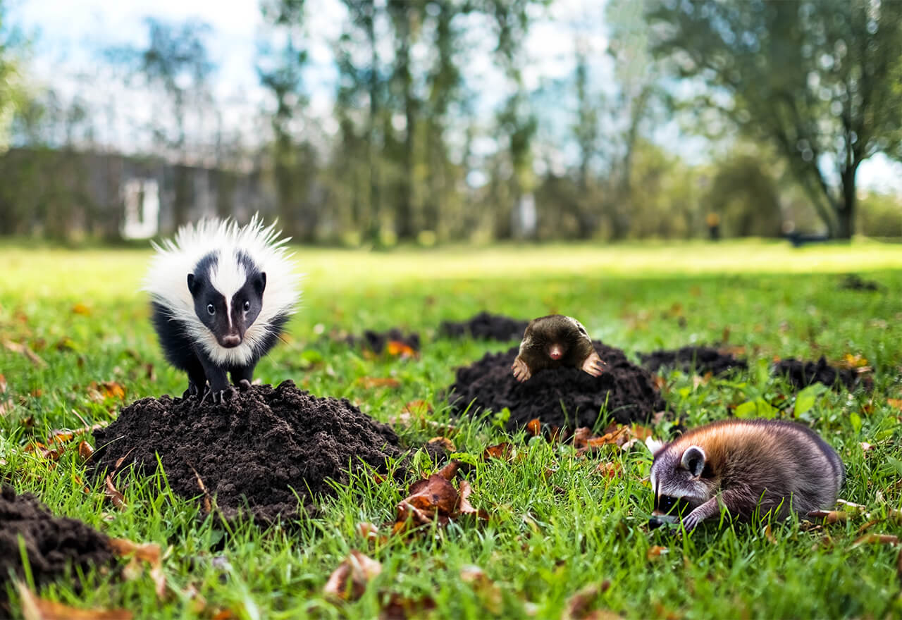 Animal Digging Skunk Raccoon Mole Dirt Mounds Web