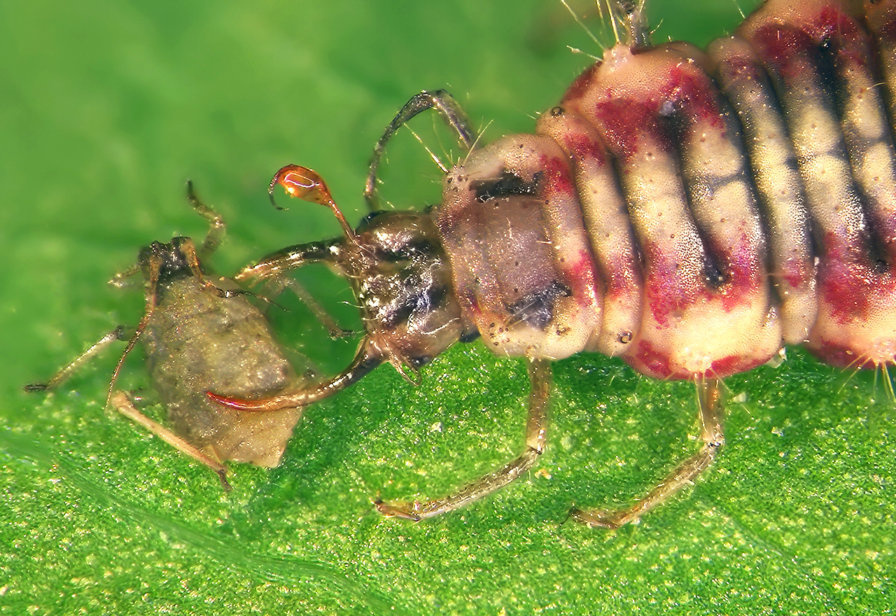 Aphid Getting Eaten By Lacewing Larvae