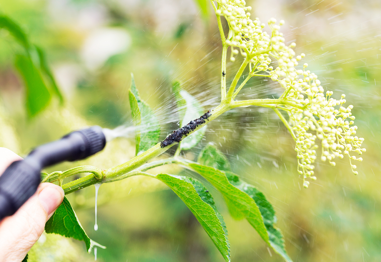 Aphids On Flower Getting Sprayed