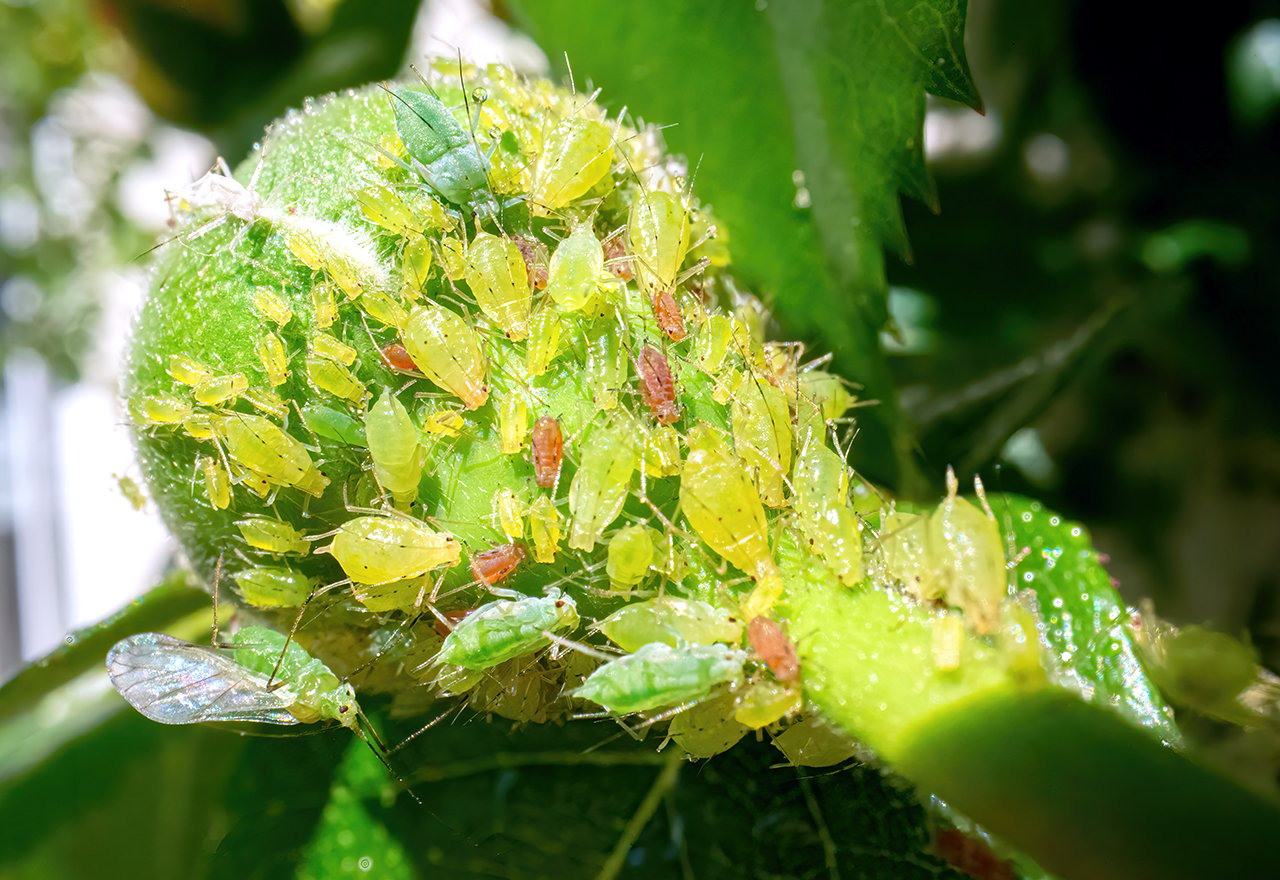 Aphids On Green Leaf