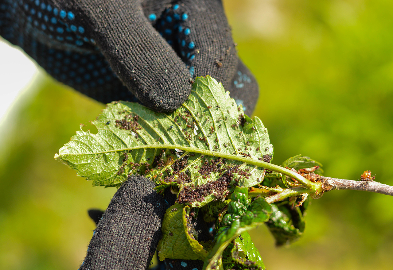 Aphids On Leaf