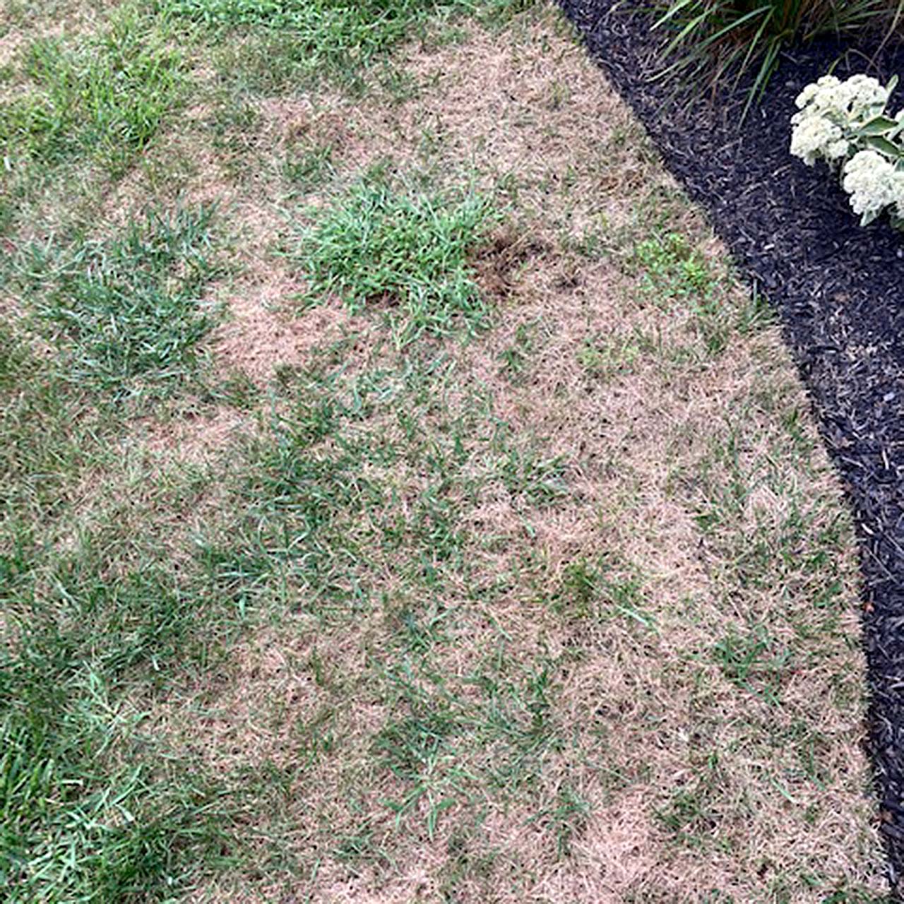 Armyworm Damage Lawn