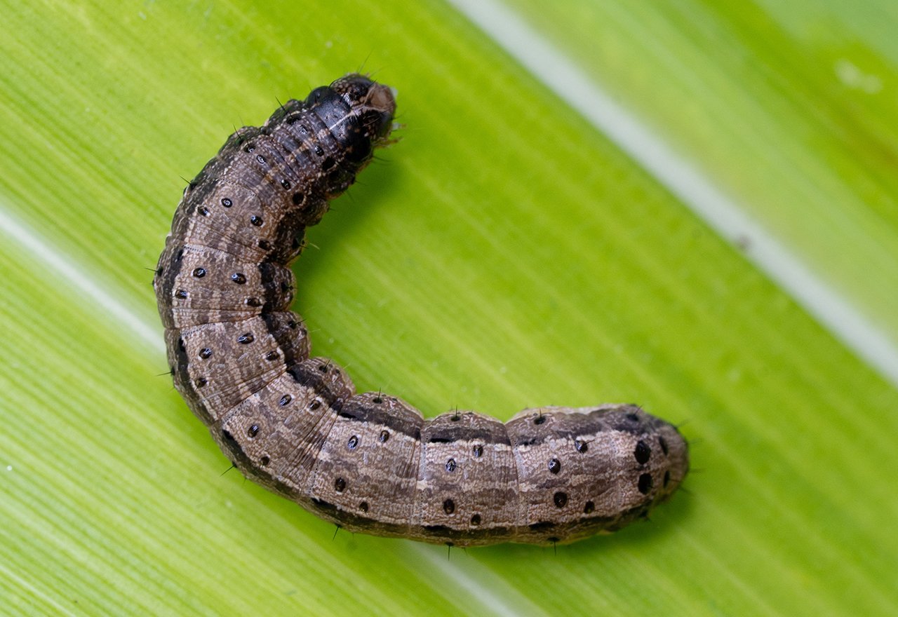 Armyworm