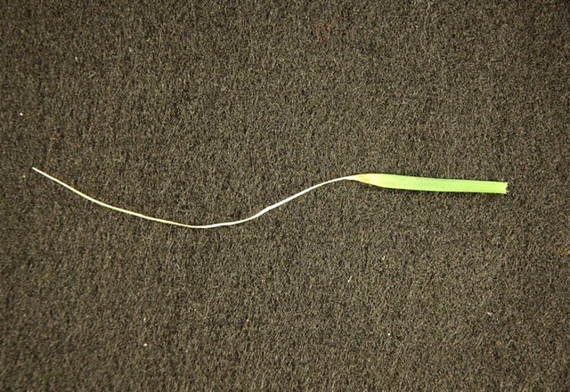 Ascochyta Leaf Blight Grass Blade