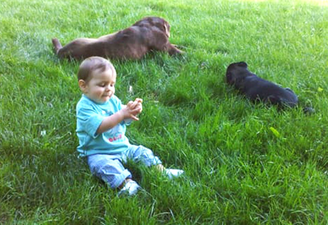 Baby Boy Dogs Lawn