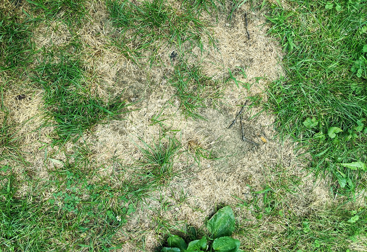 Bare Patches Lawn