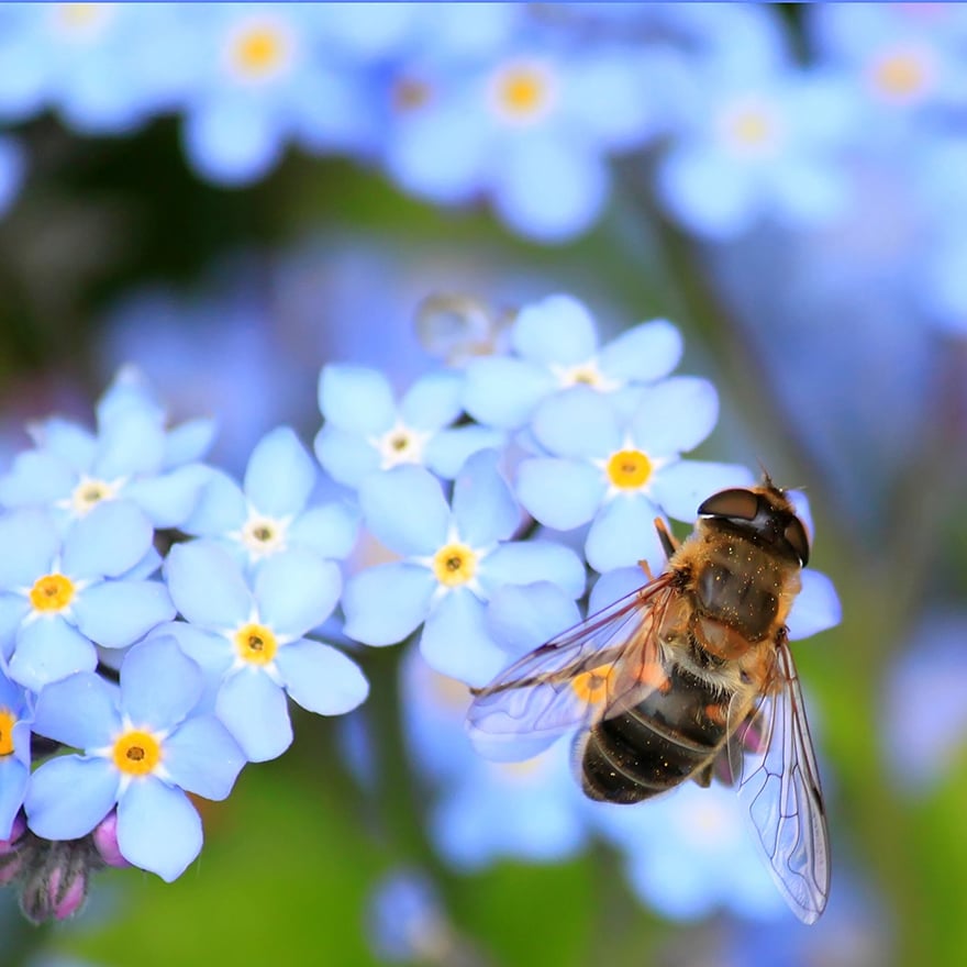 Bee Flower Square