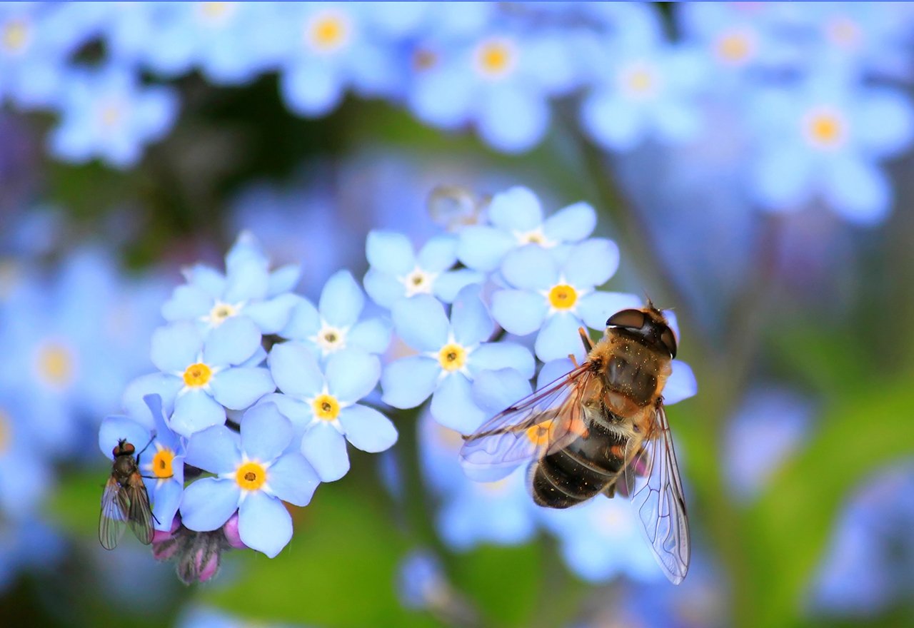 Bee Flower