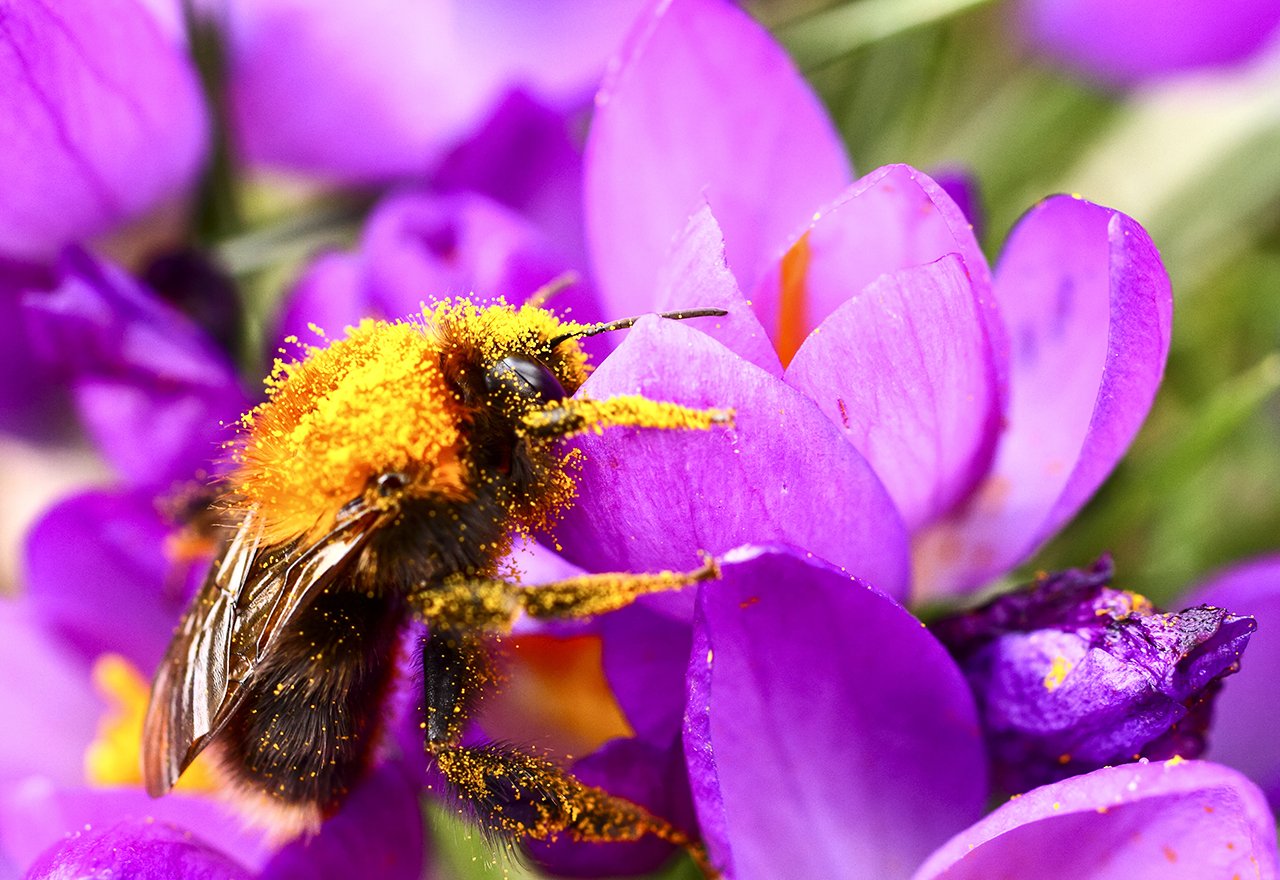 Bee Pollinating Flower