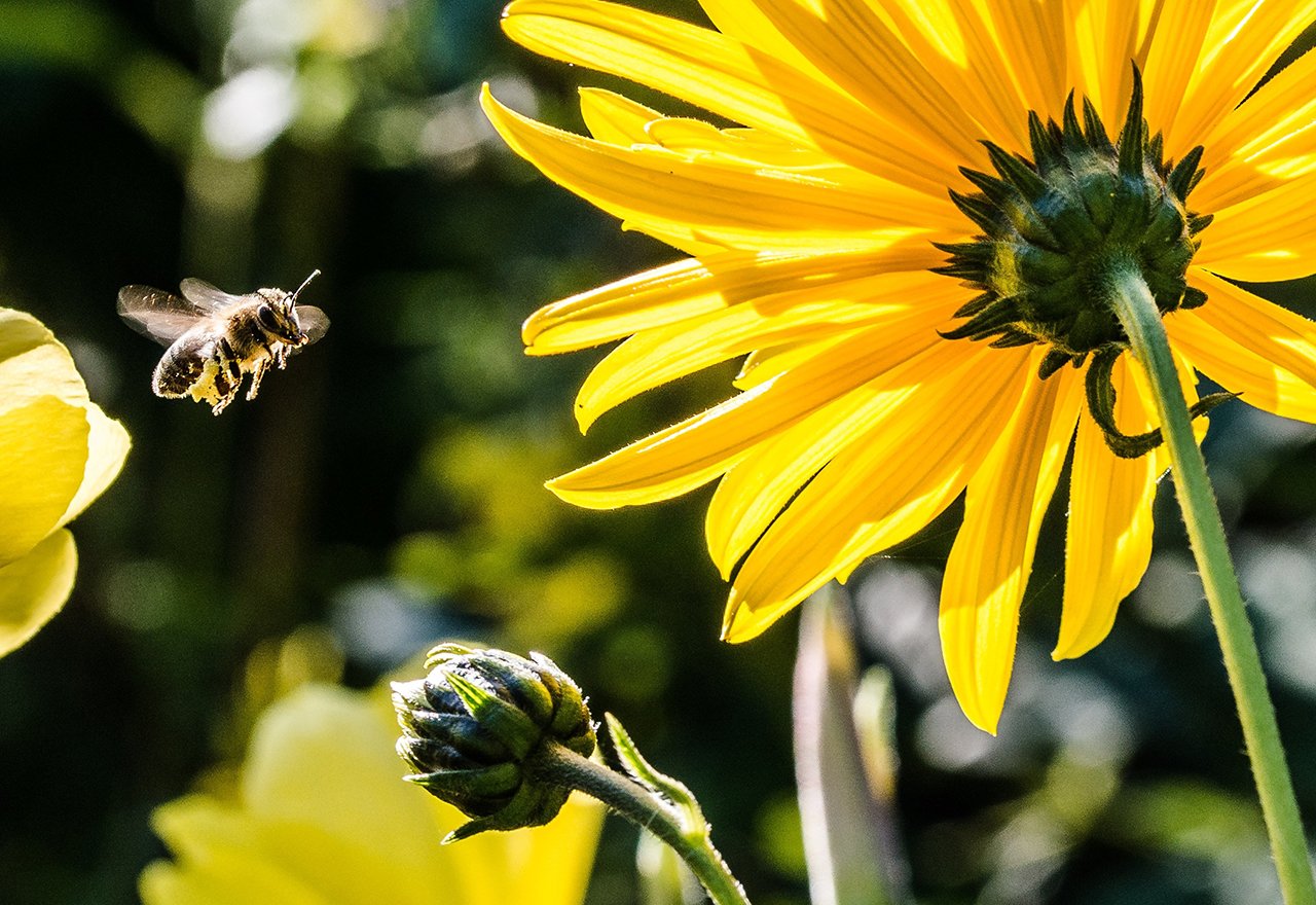 Bee Sunflower