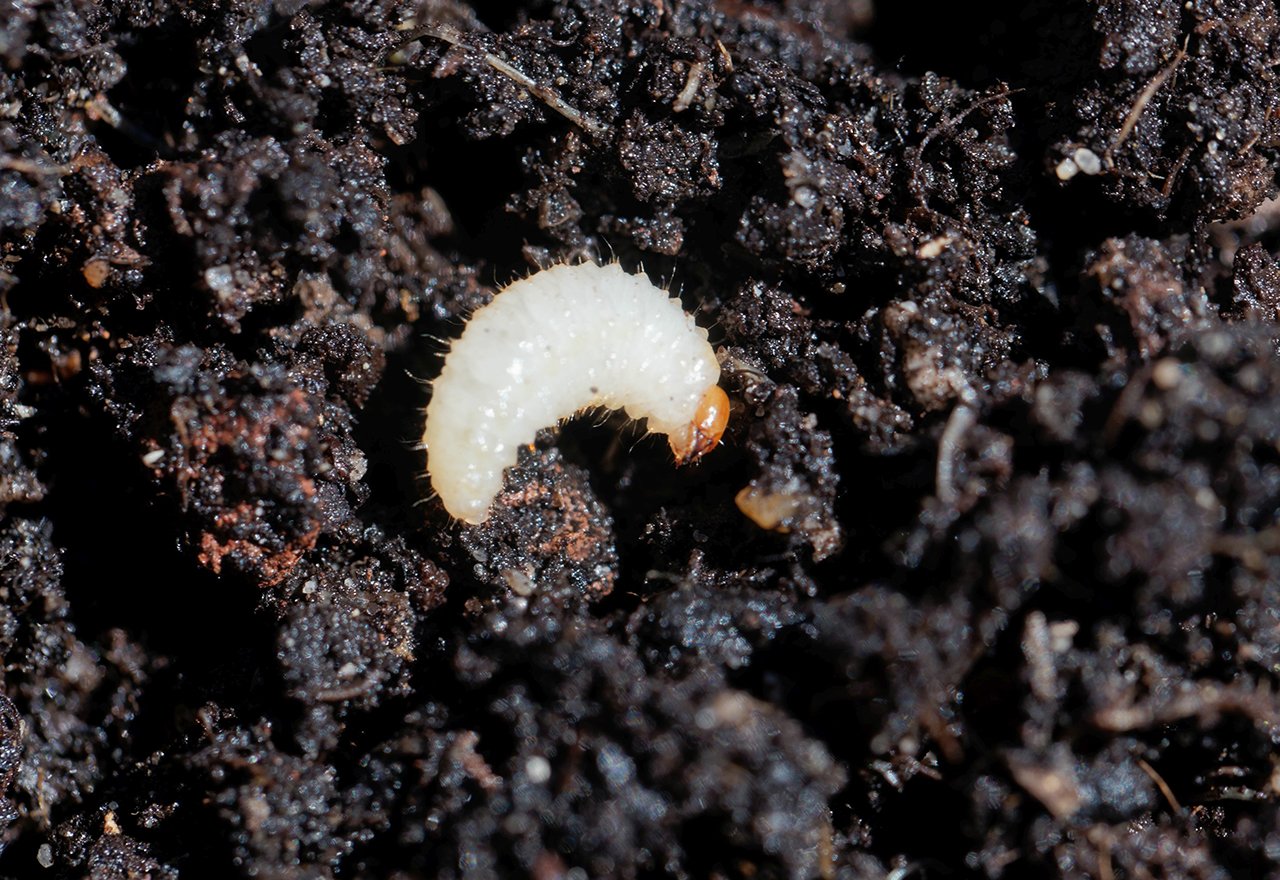 Billbug Larvae Lawn Damage