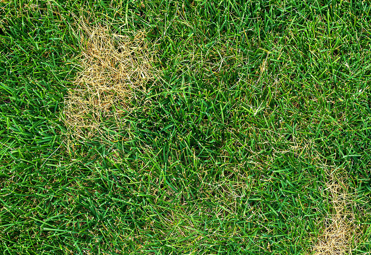 Billbug Lawn Pest Grub Damage