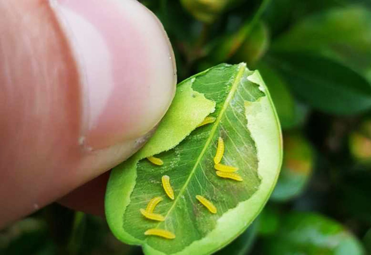 Boxwood Leafminer Larvae