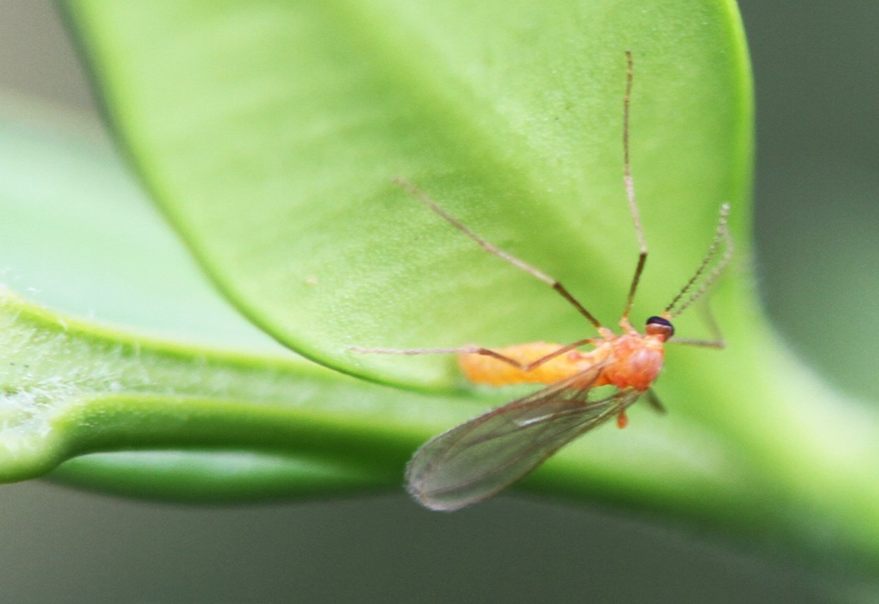 Boxwood Leafminer Leaf