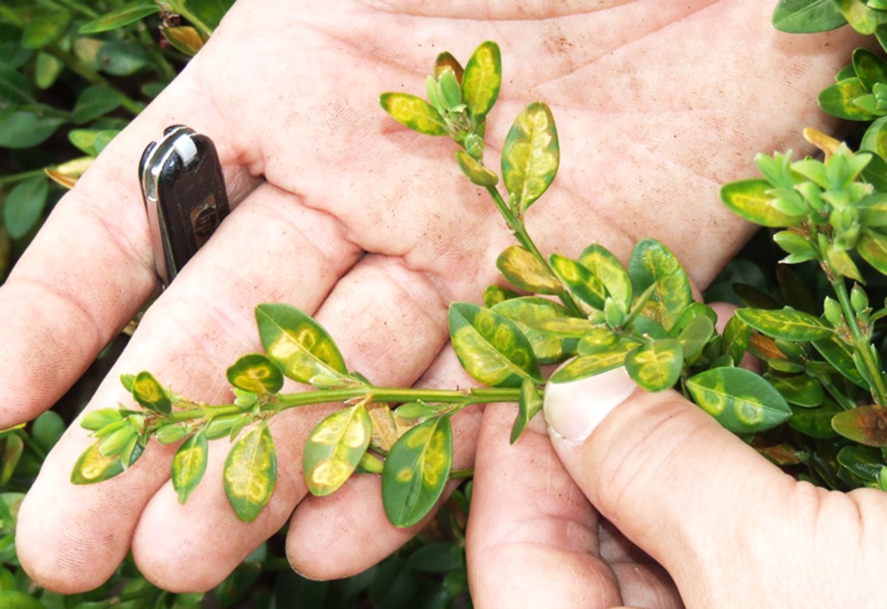 Boxwood Leafminer Shrub Damage