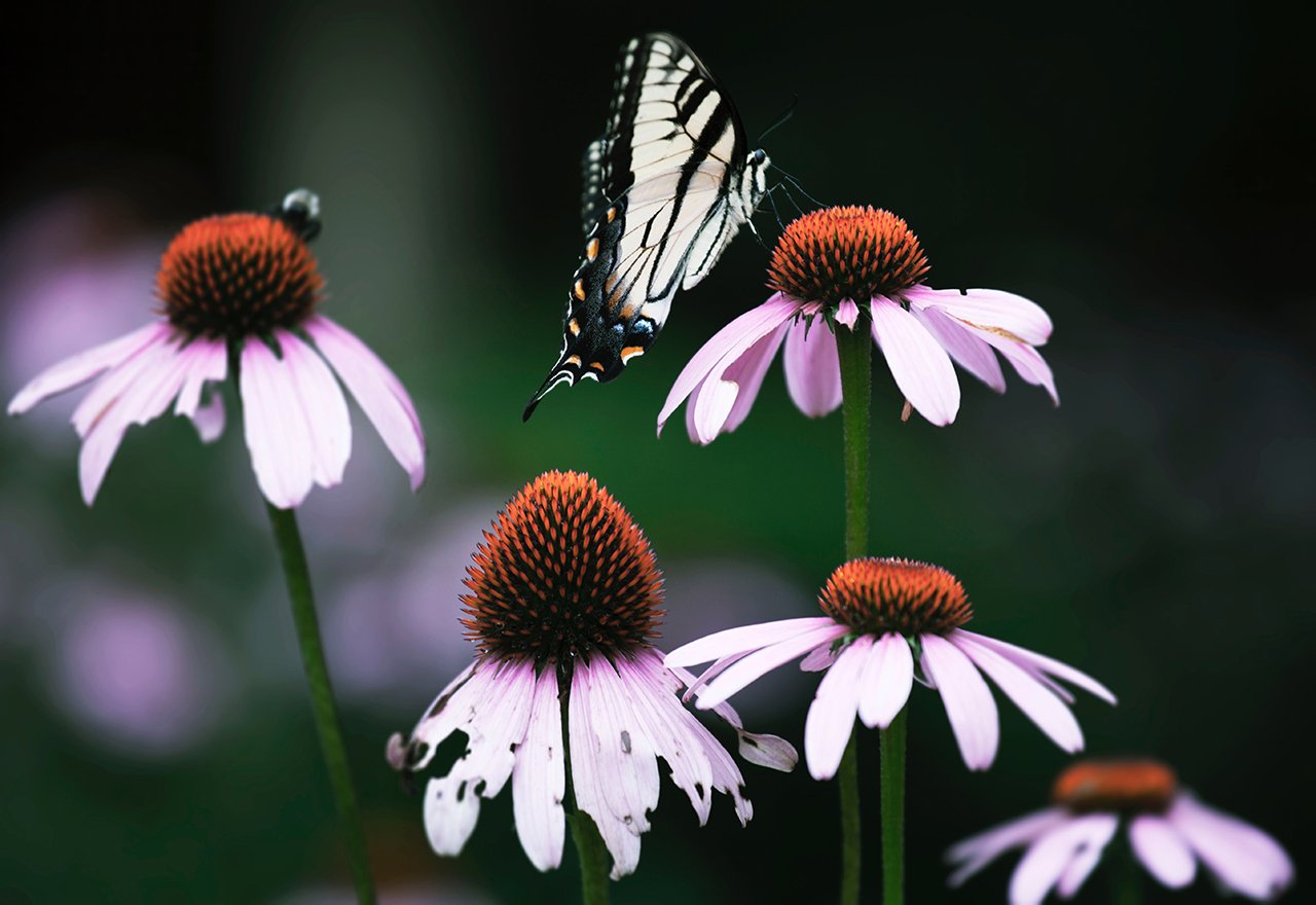 Butterfly Coneflower