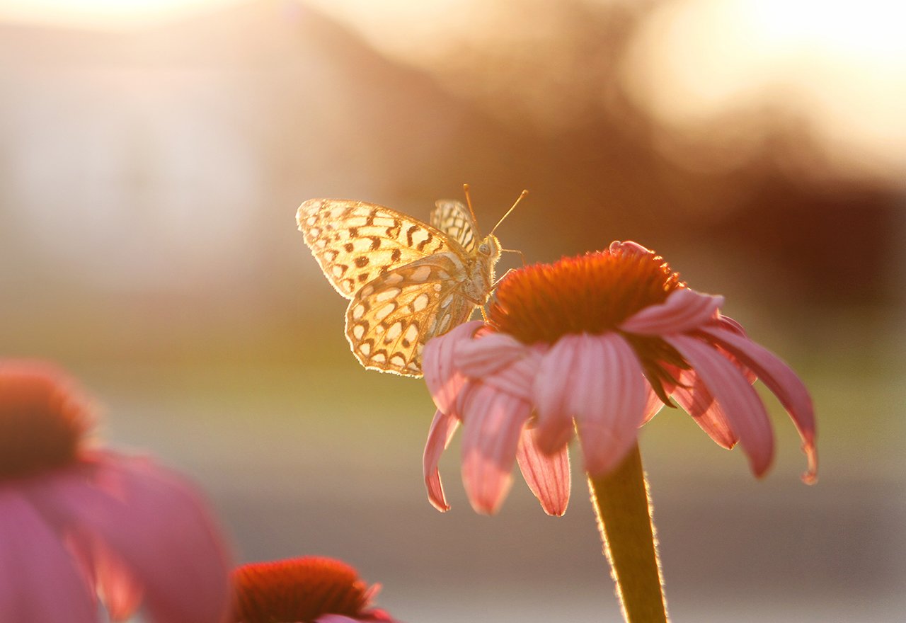Butterfly Flower Sun