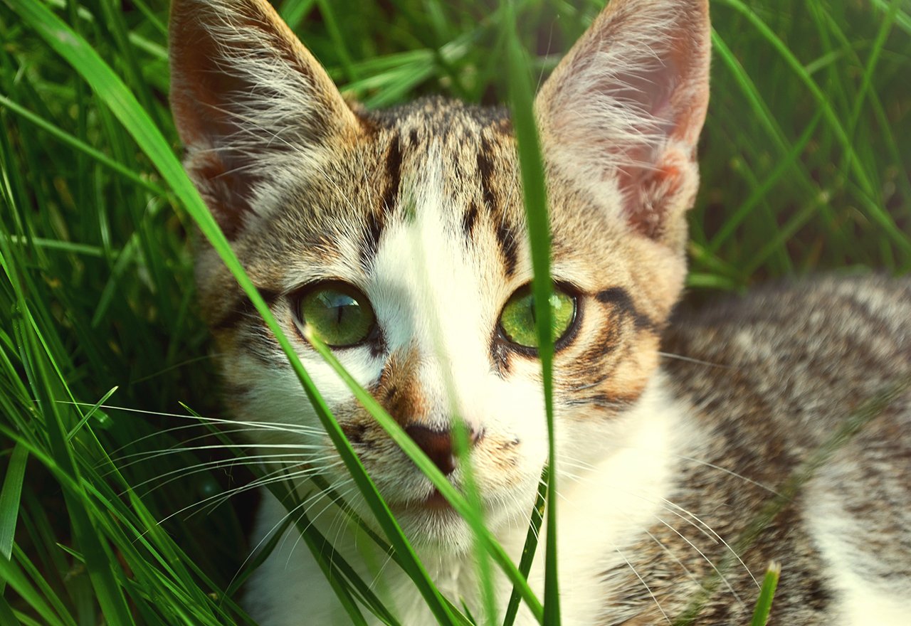 Cat Grass