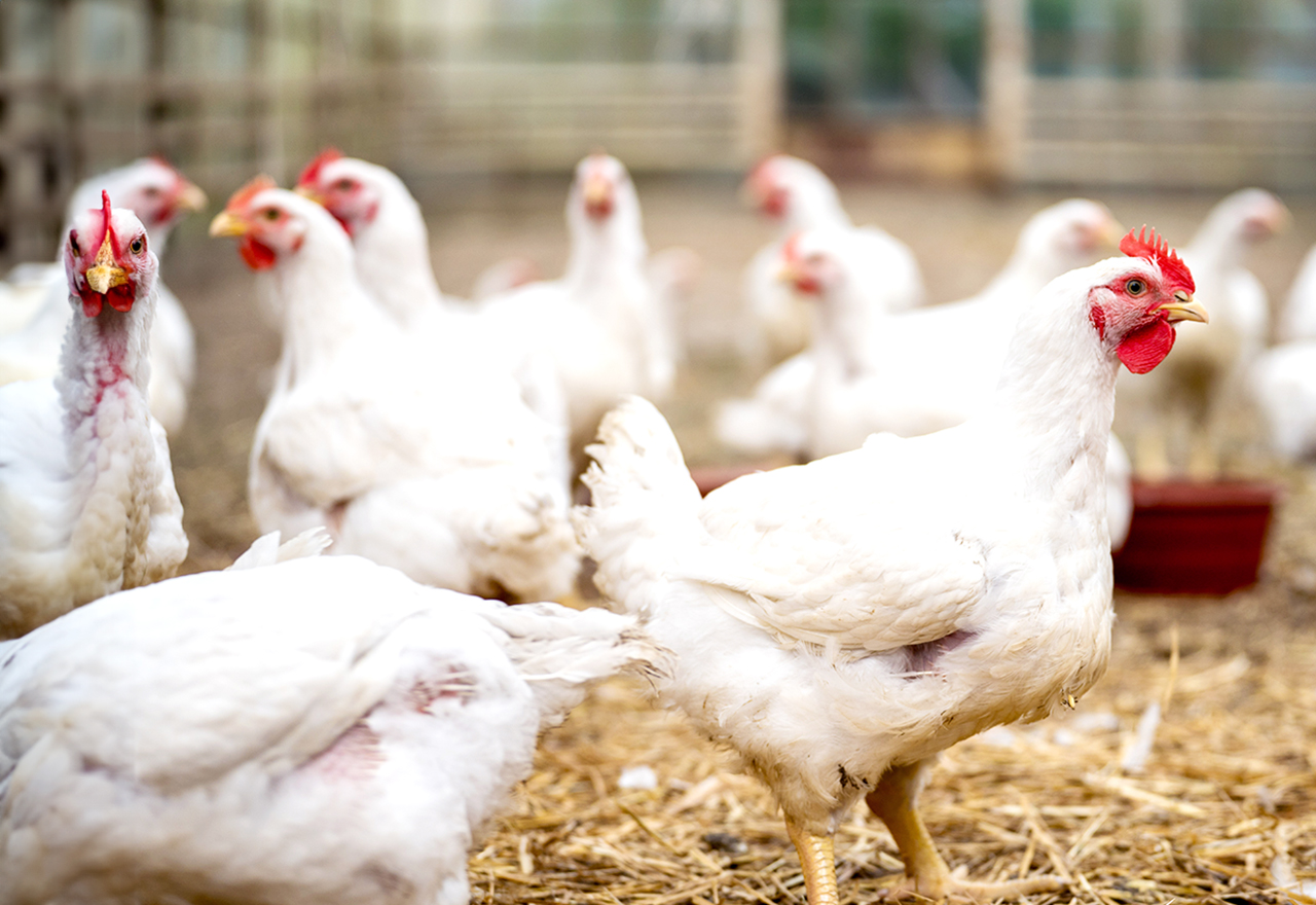 Chickens Indoor Barn