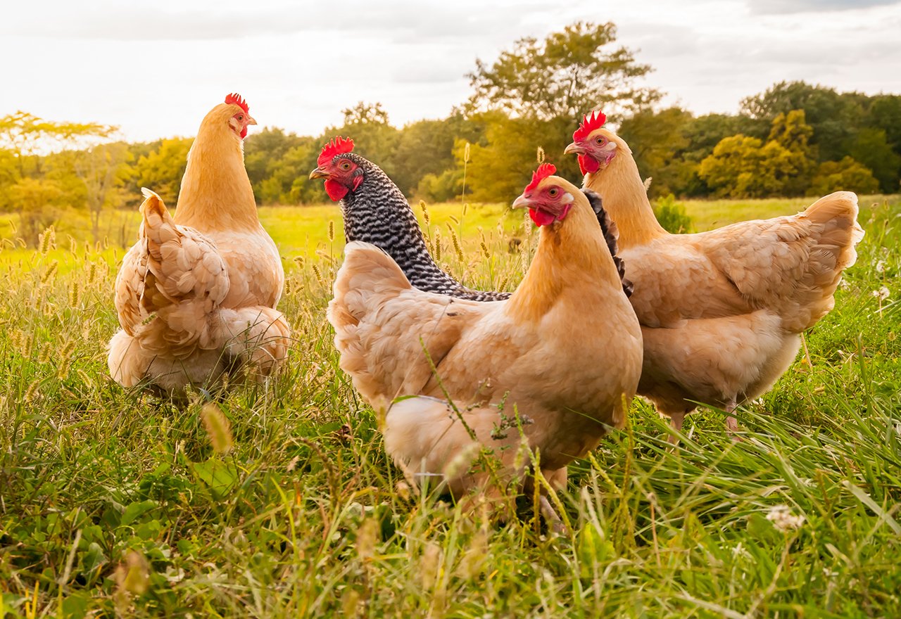 Chickens Roosters Field