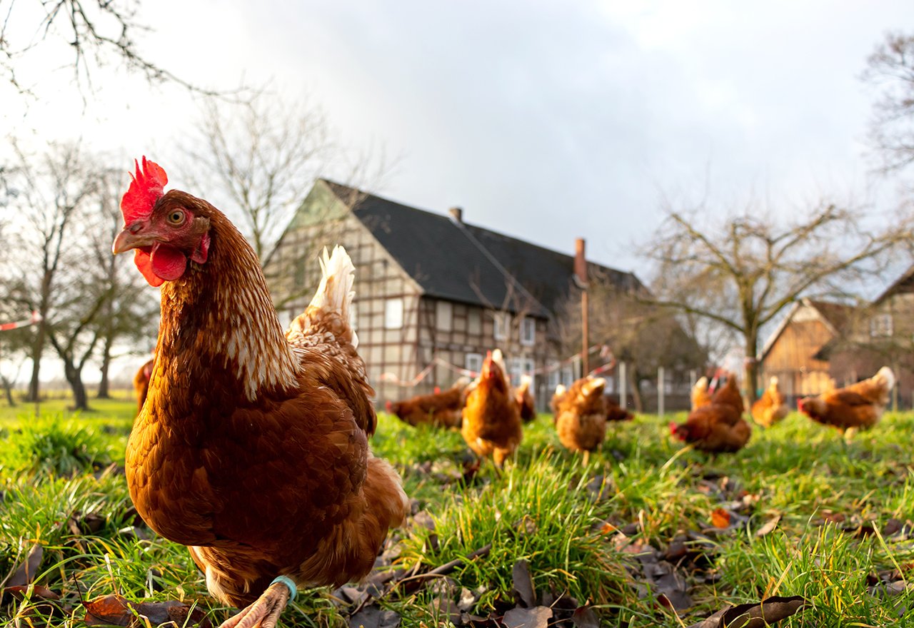 Chickens free range pasture raised