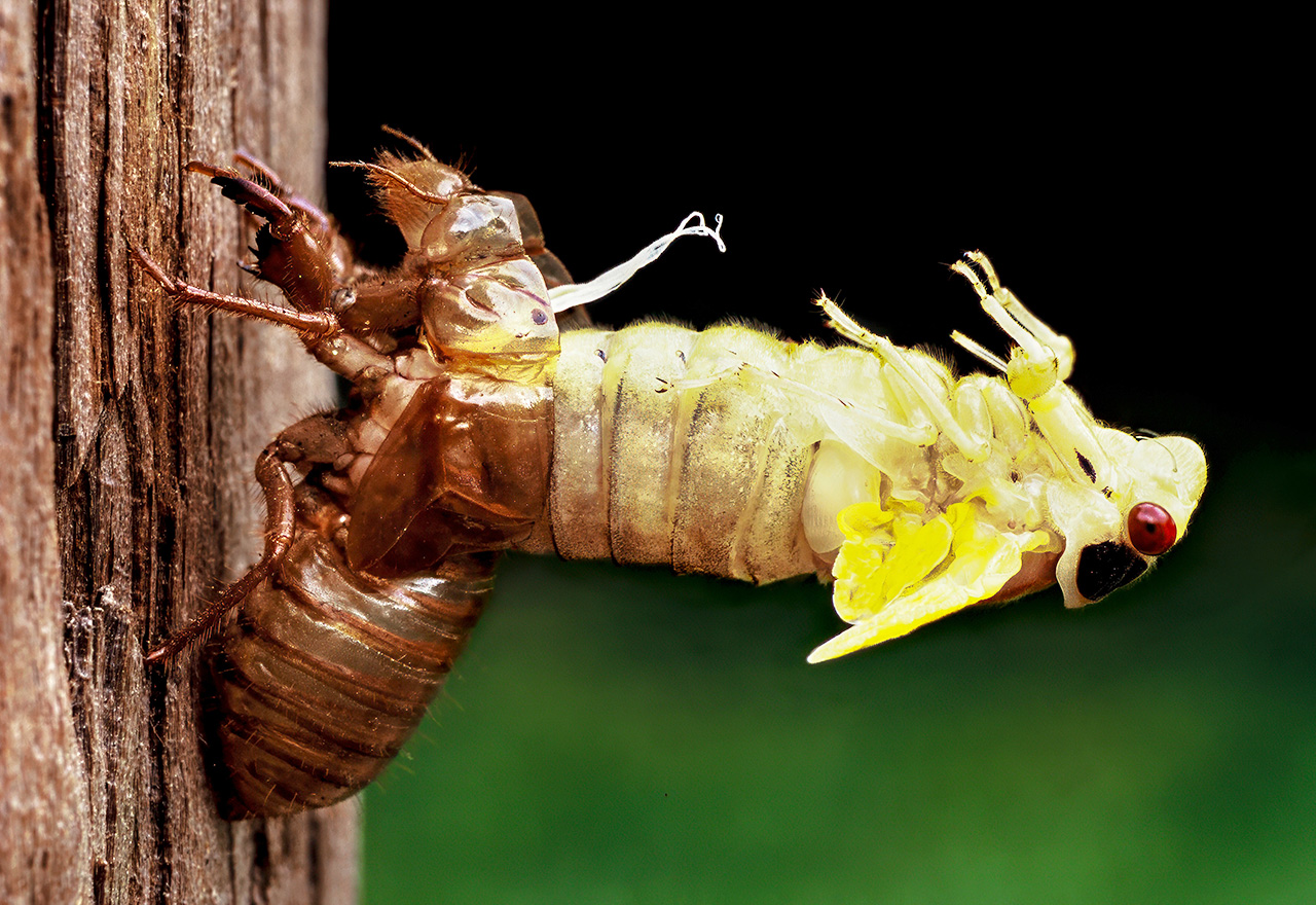 Cicada Emerging From Pupal Exoskeleton
