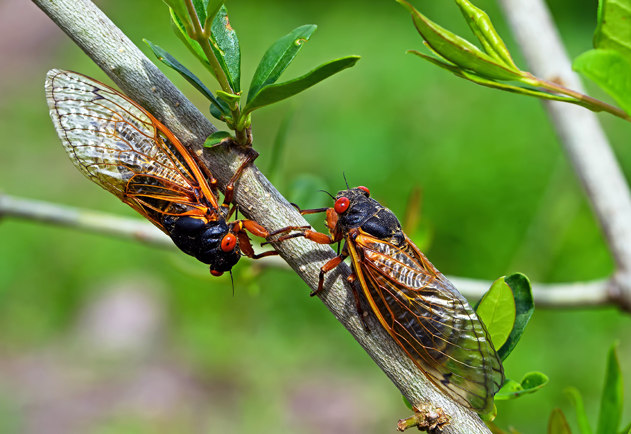 Cicadas Hanging On Tree Branch