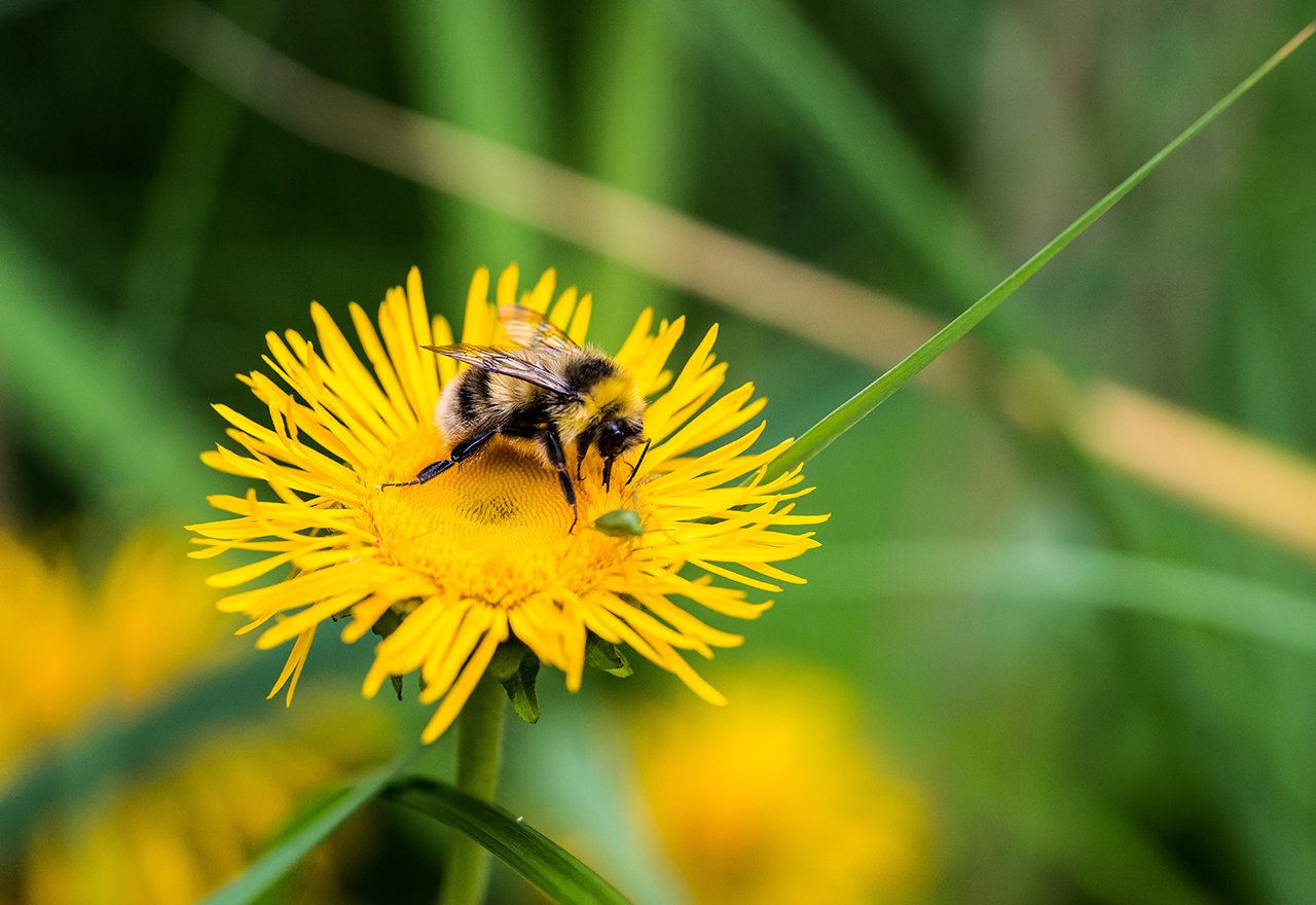 Dandelion Bee