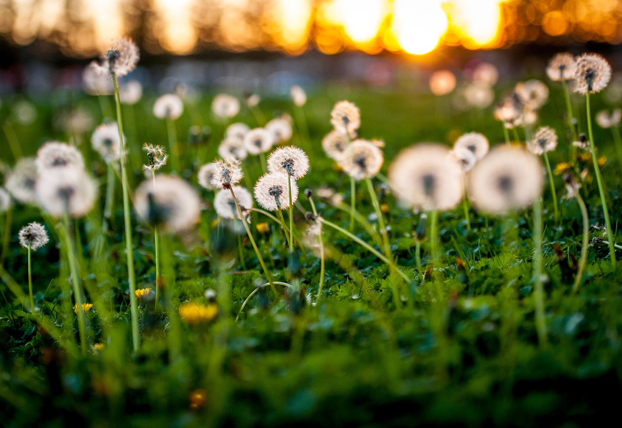 Dandelion Field Sunset