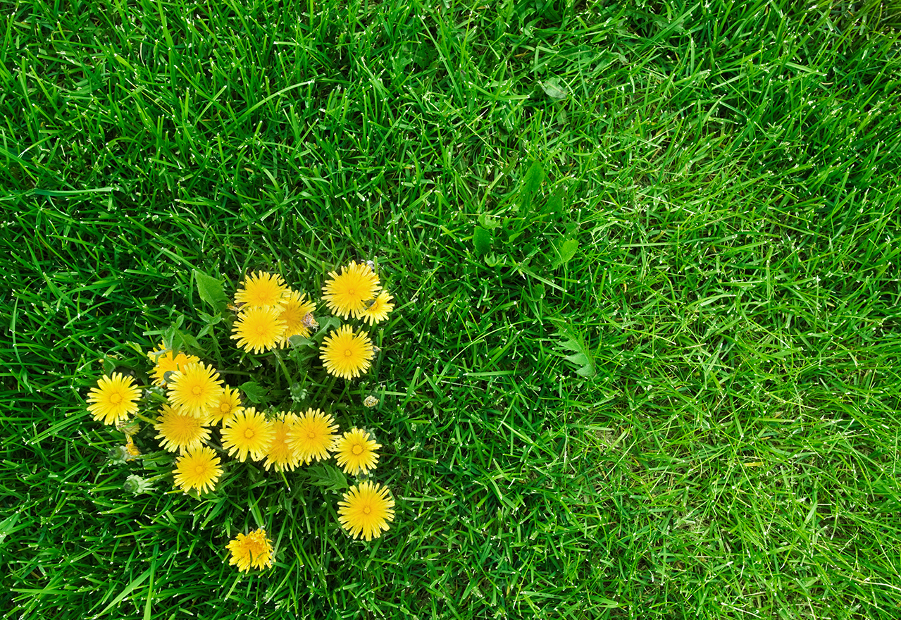 Dandelion Grass