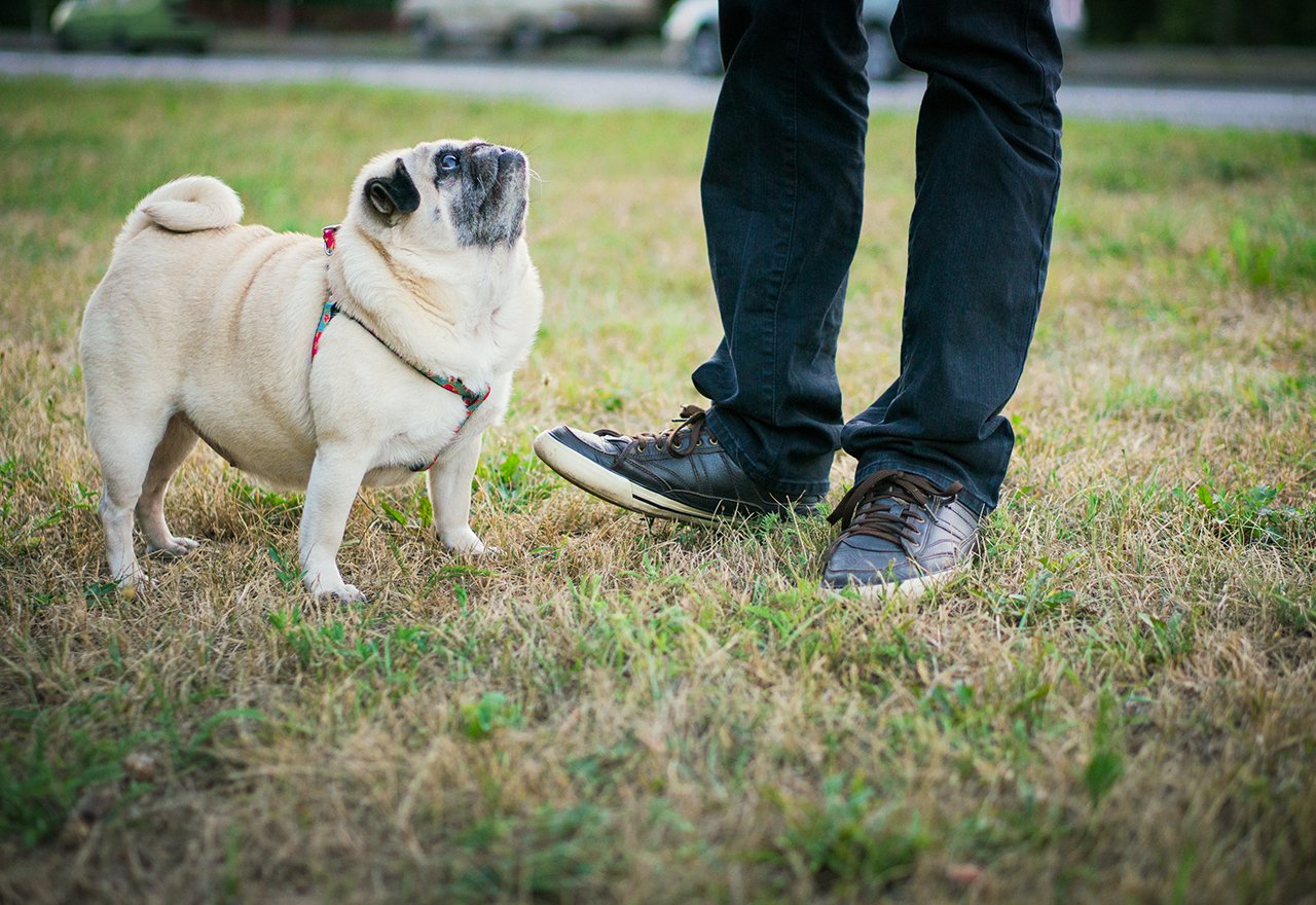 Dog Bad Grass Ugly Lawn