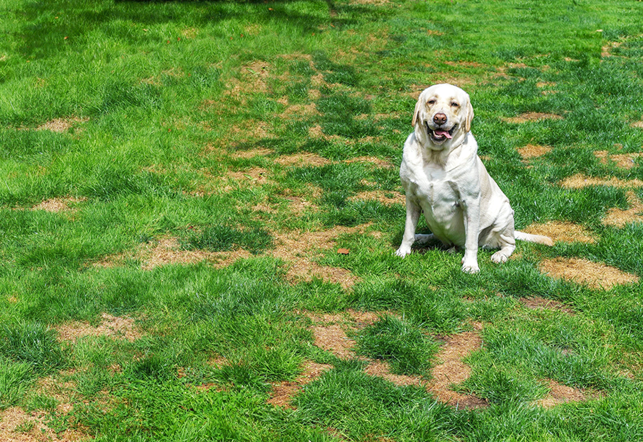 Dog Damage Lab Urine Spots Lawn