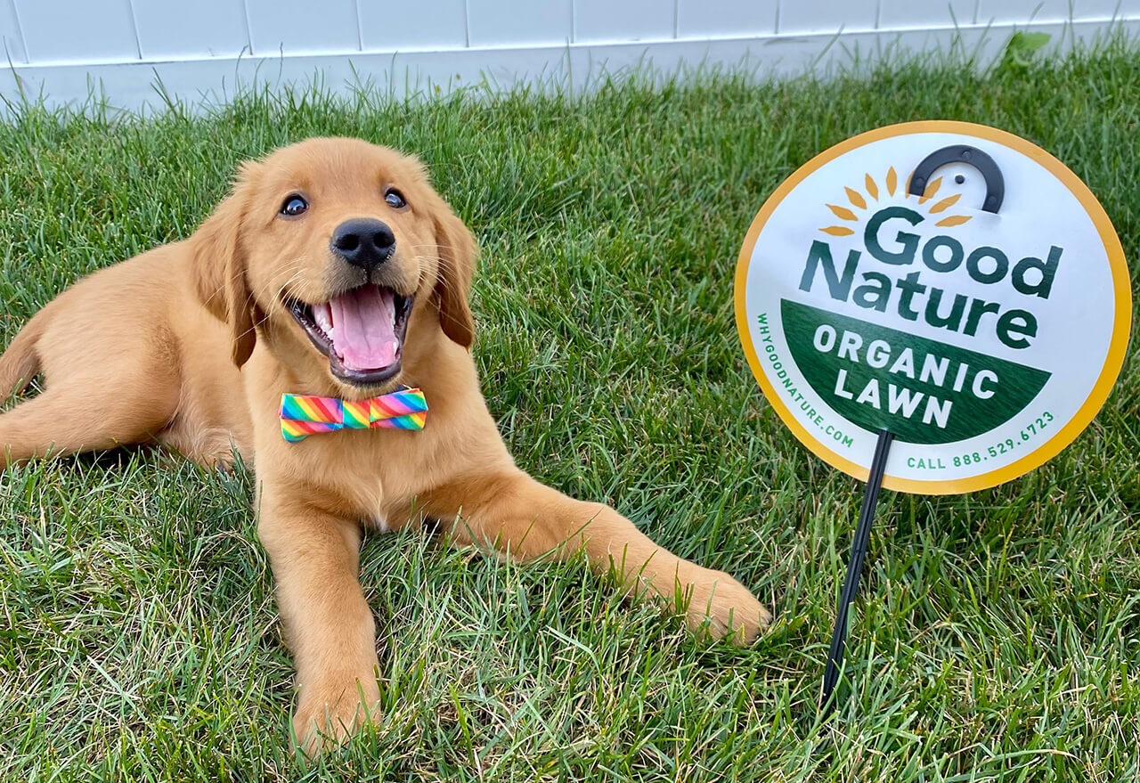 Dog Grass Lawn Sign Web