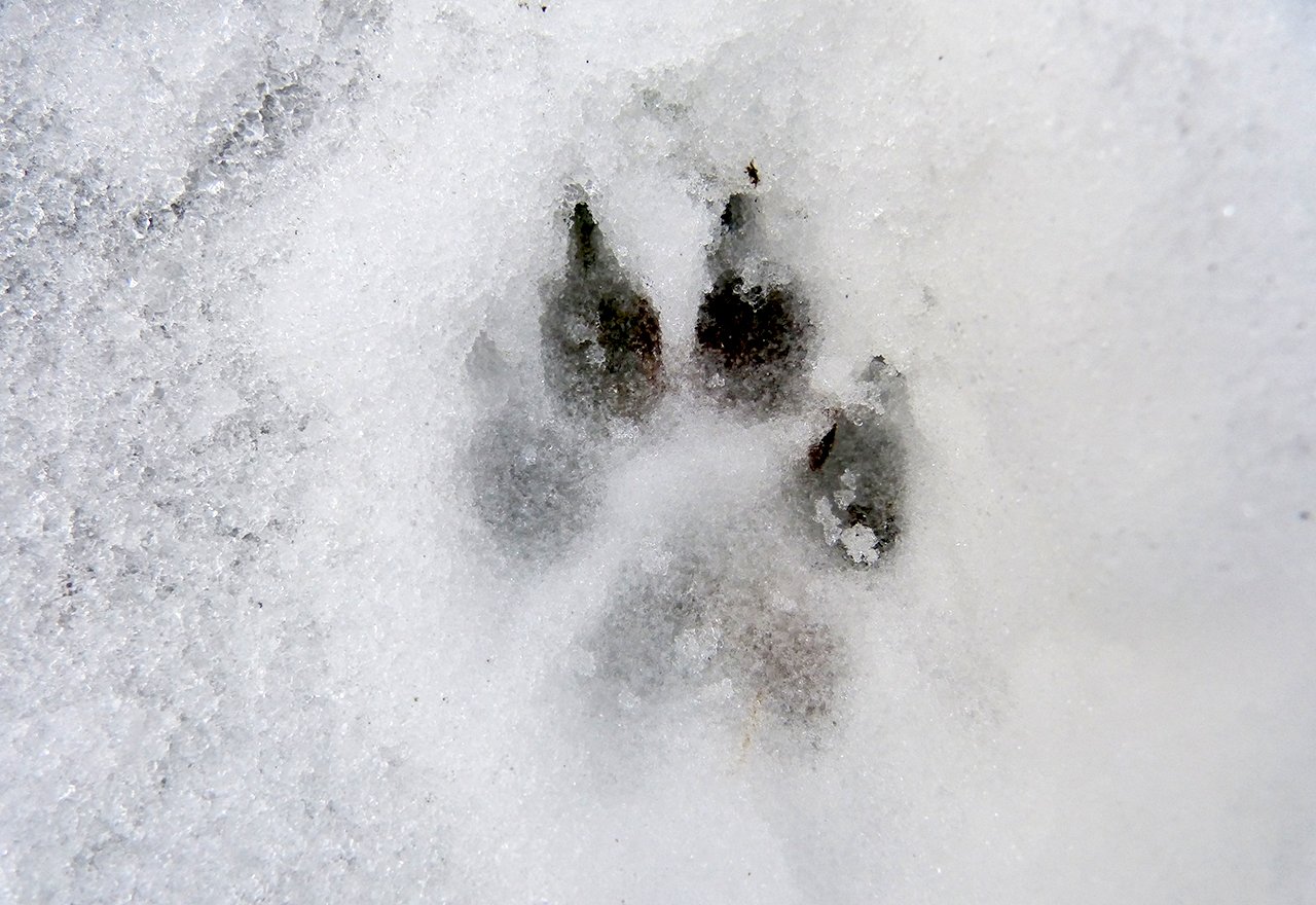 Dog Paw Print Winter Snow