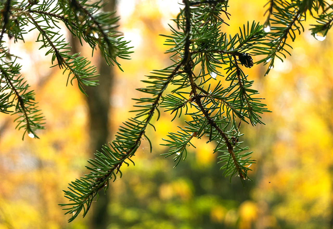 Evergreen Conifer Needle Drop Fall