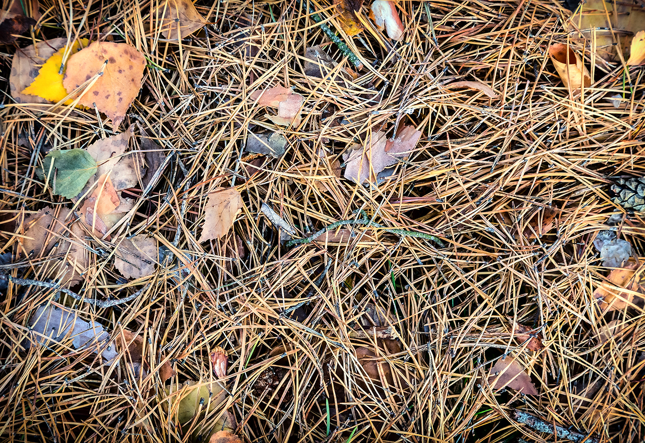 Evergreen Conifer Needle Drop Ground