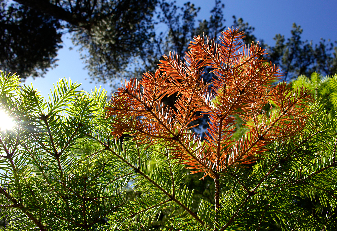 Evergreen Conifer Tree Needle Disease