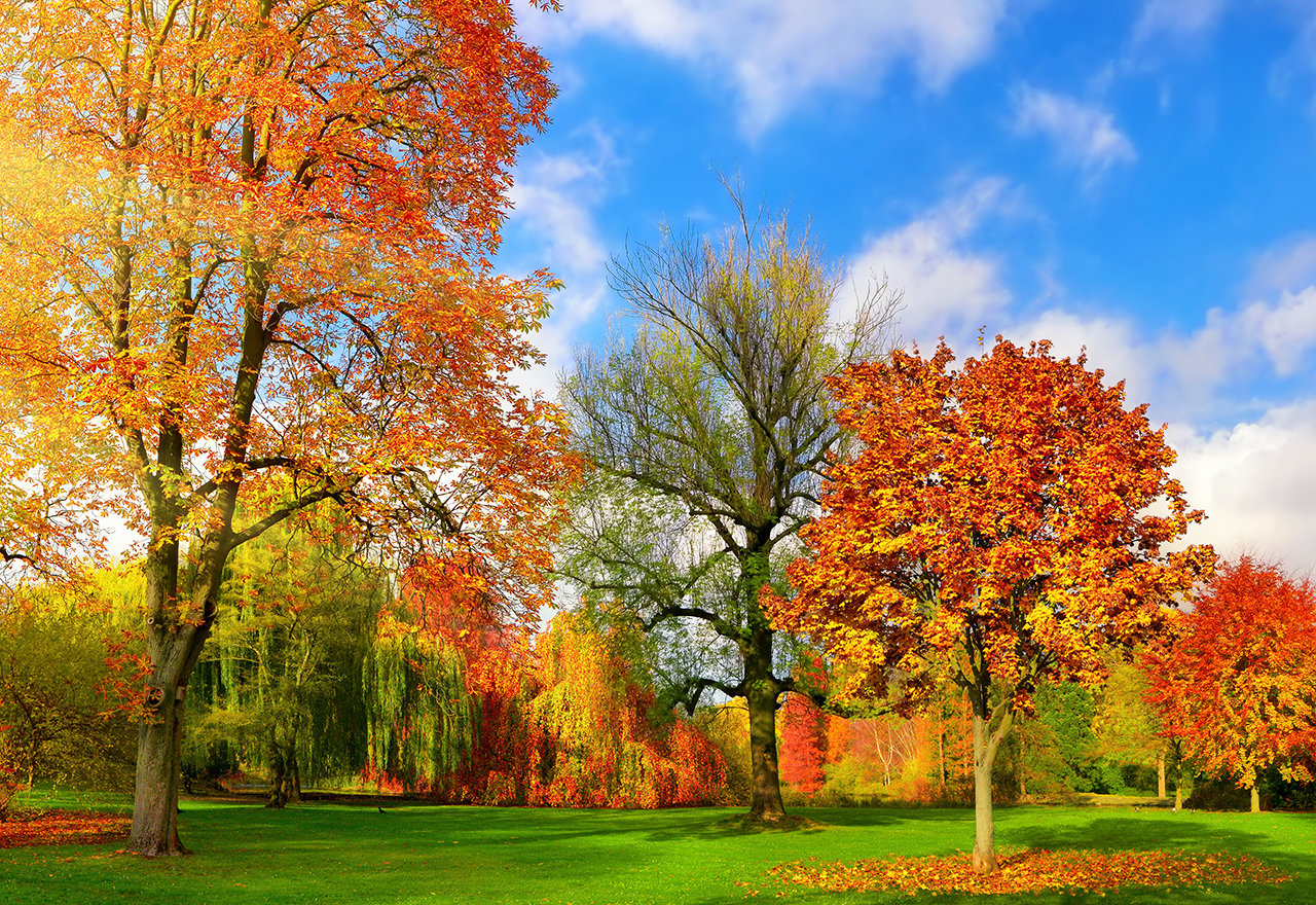 Fall Landscape Leaves