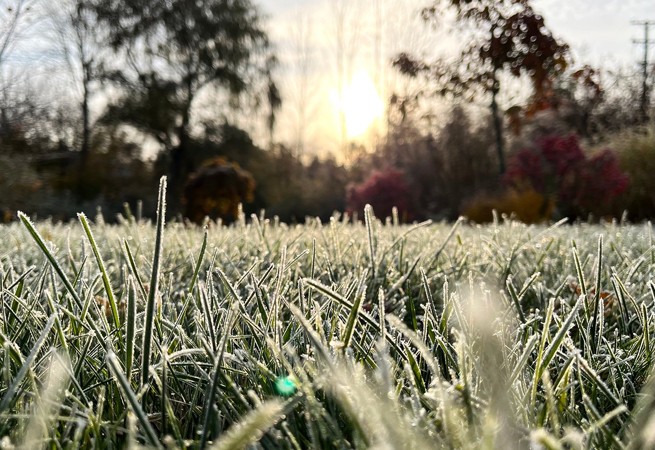 First Frost Grass