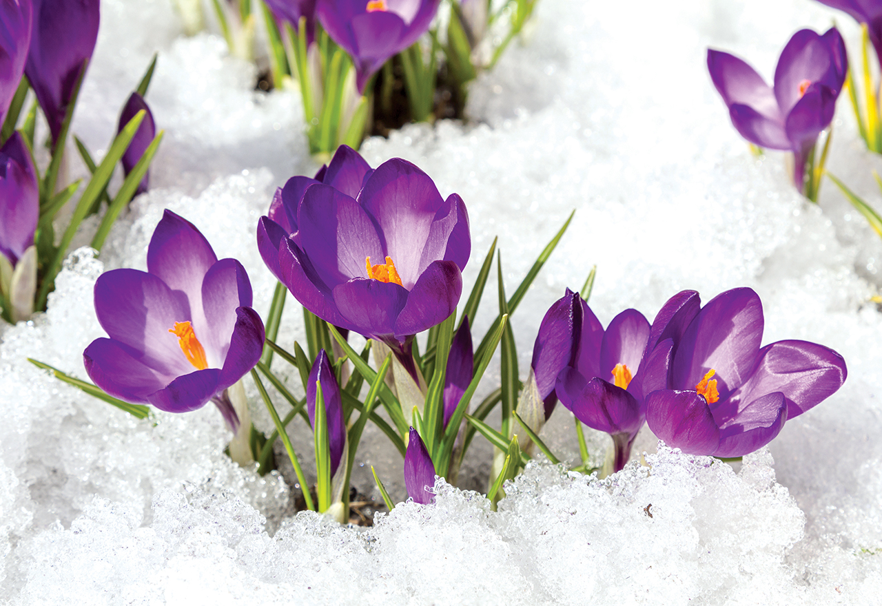 Flowers Blooming Snow