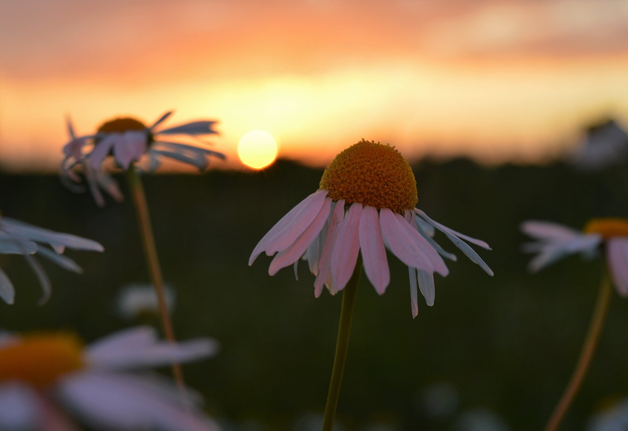 Flowers Sunset