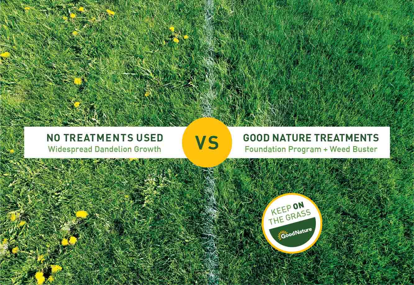 Grass Comparison Before & After Treatment Web Grass Comparison Before & After Treatment Web