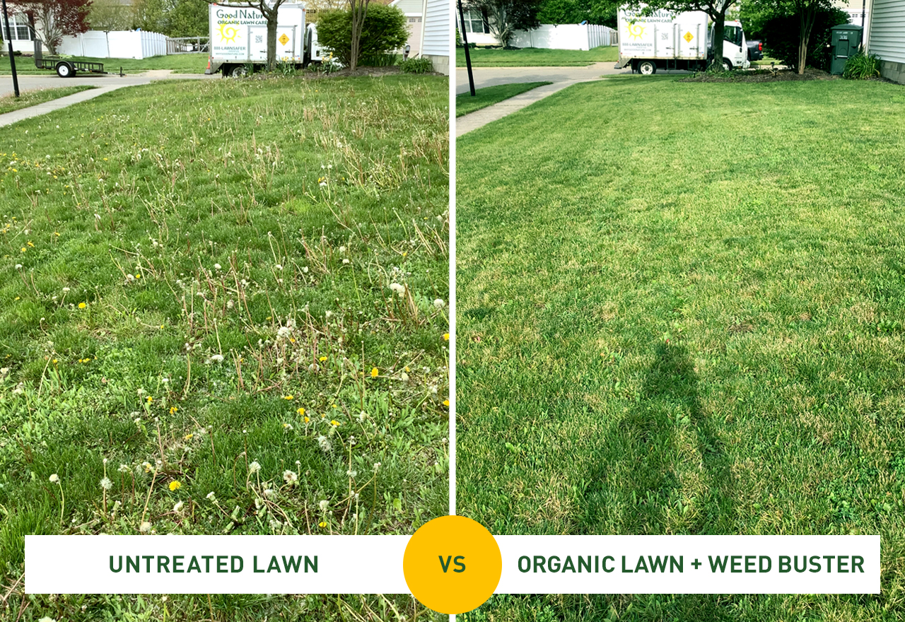 Grass Comparison Dandelions Weed Buster Lawn