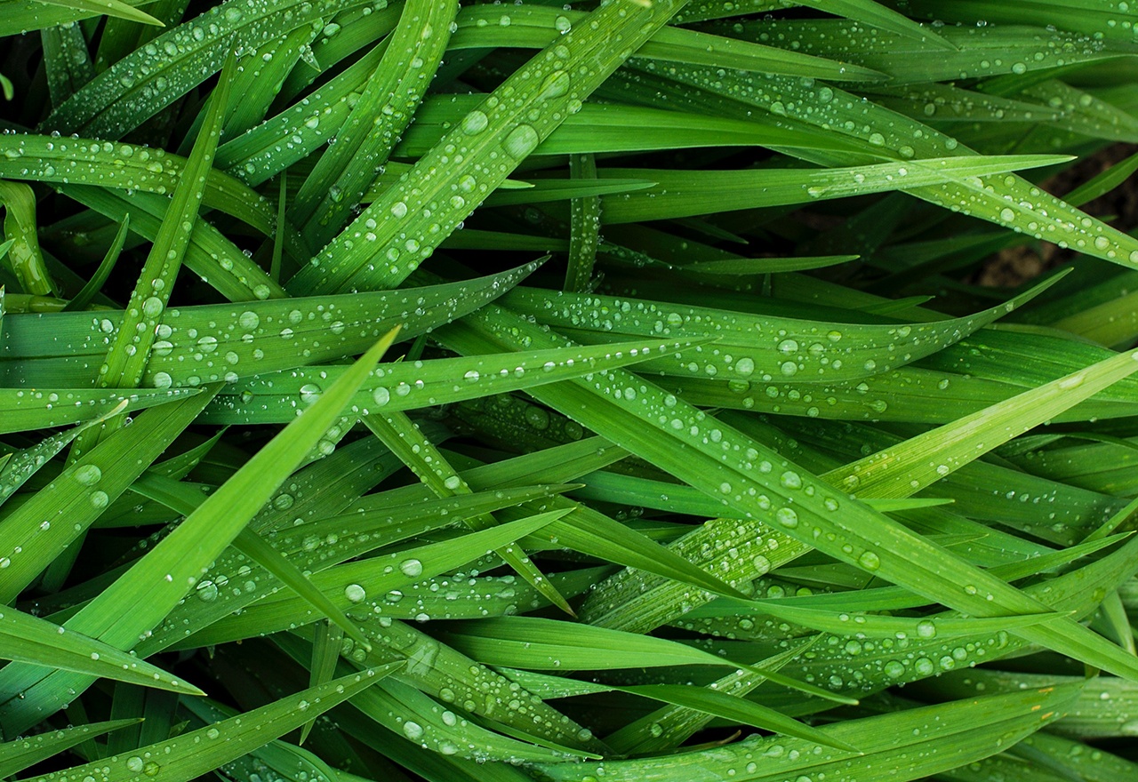 Grass Detail
