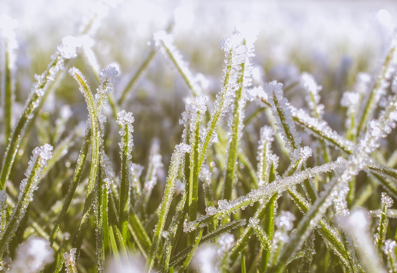 Grass Frozen Snow