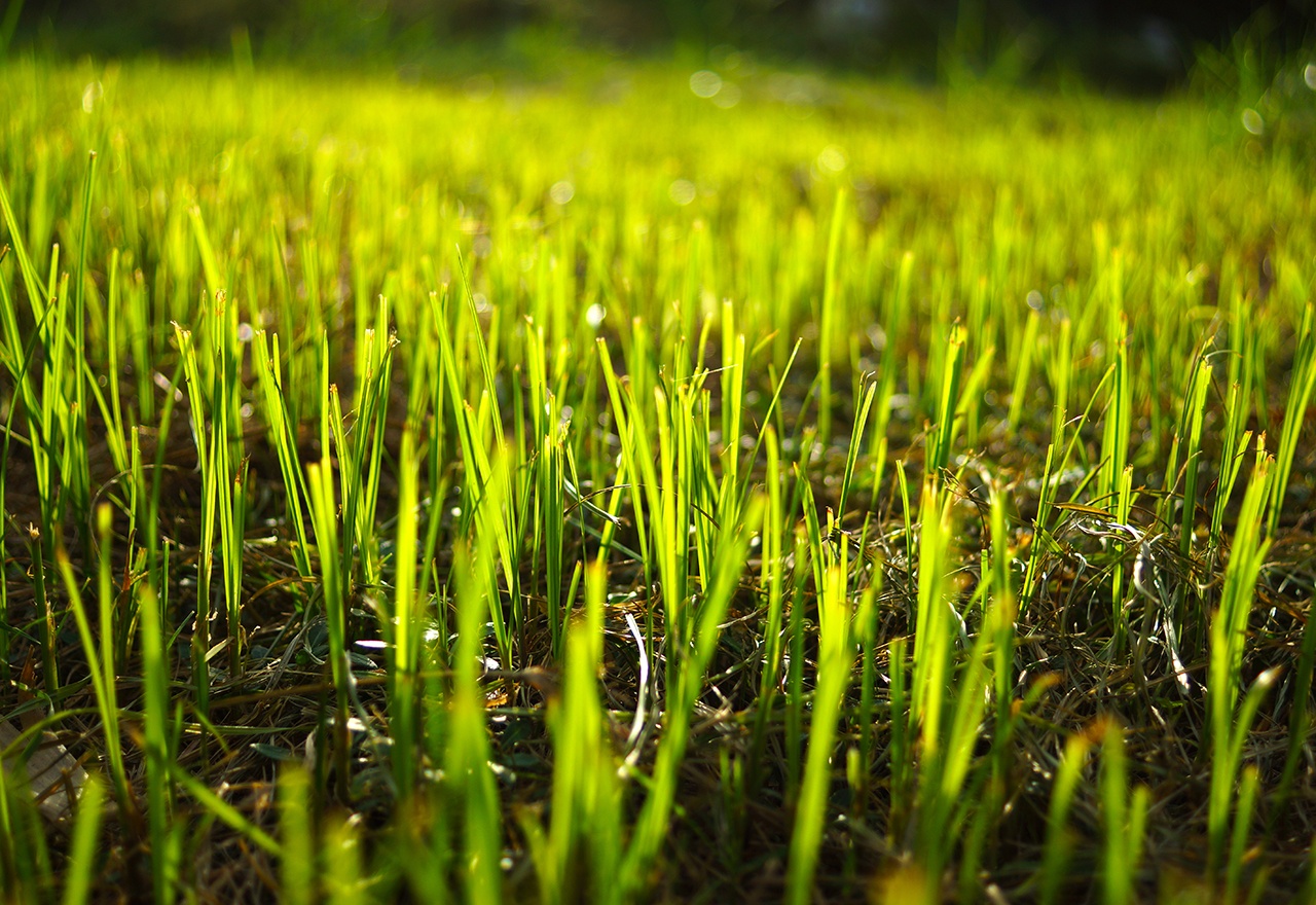 Newly Seeded Lawn Grass Growth Watering Tips