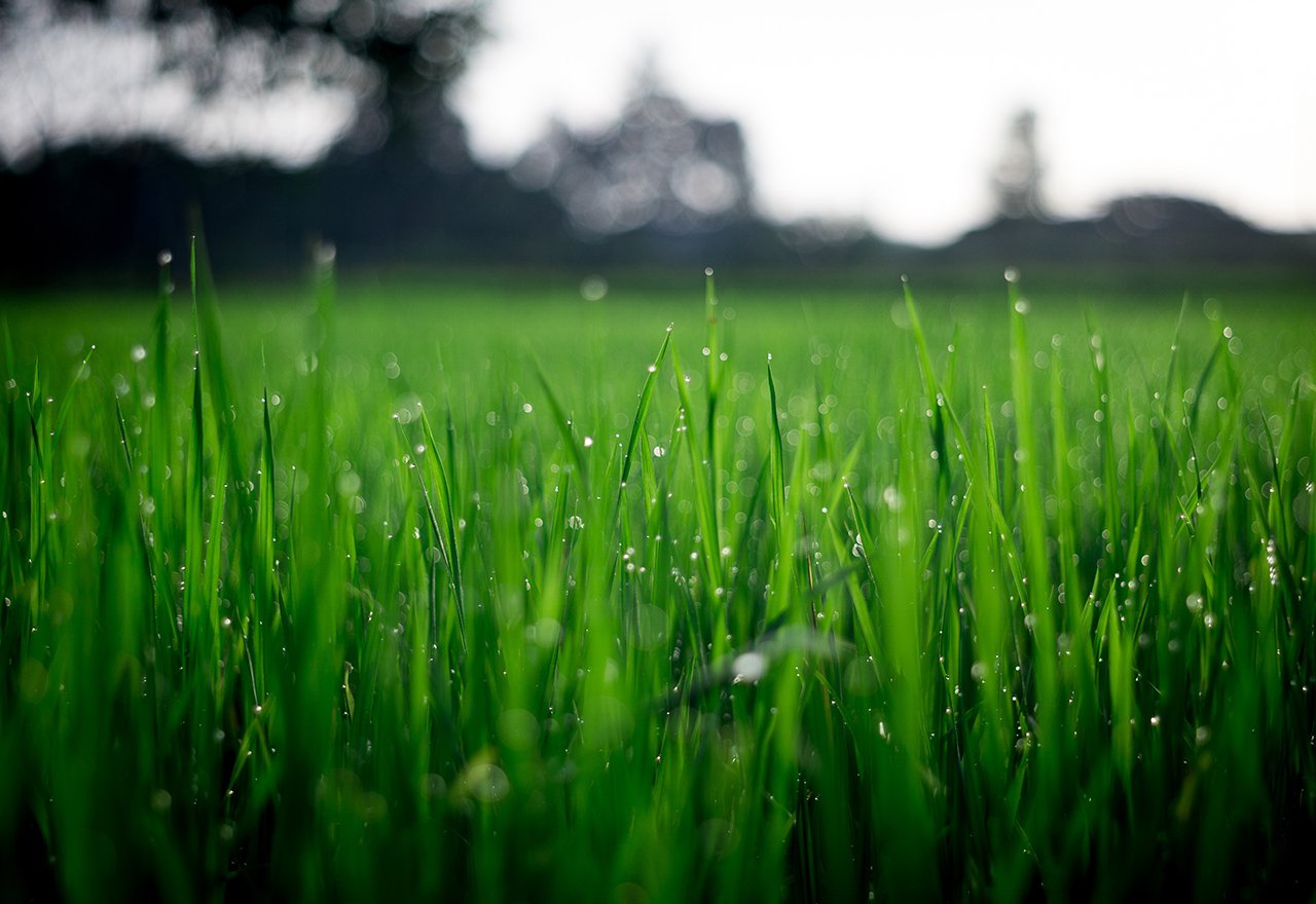 Grass Rain Blades Close