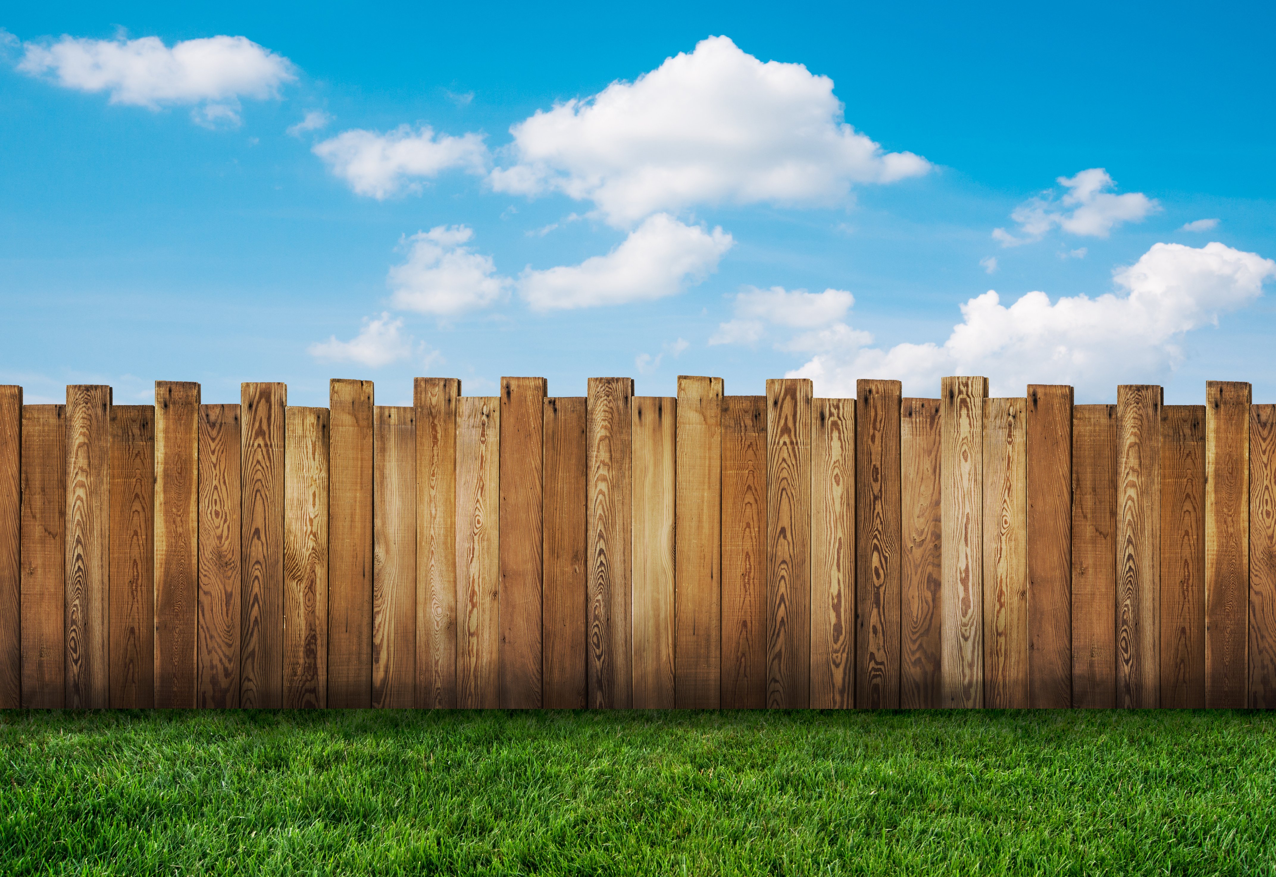 Green Grass Fence Neighbor