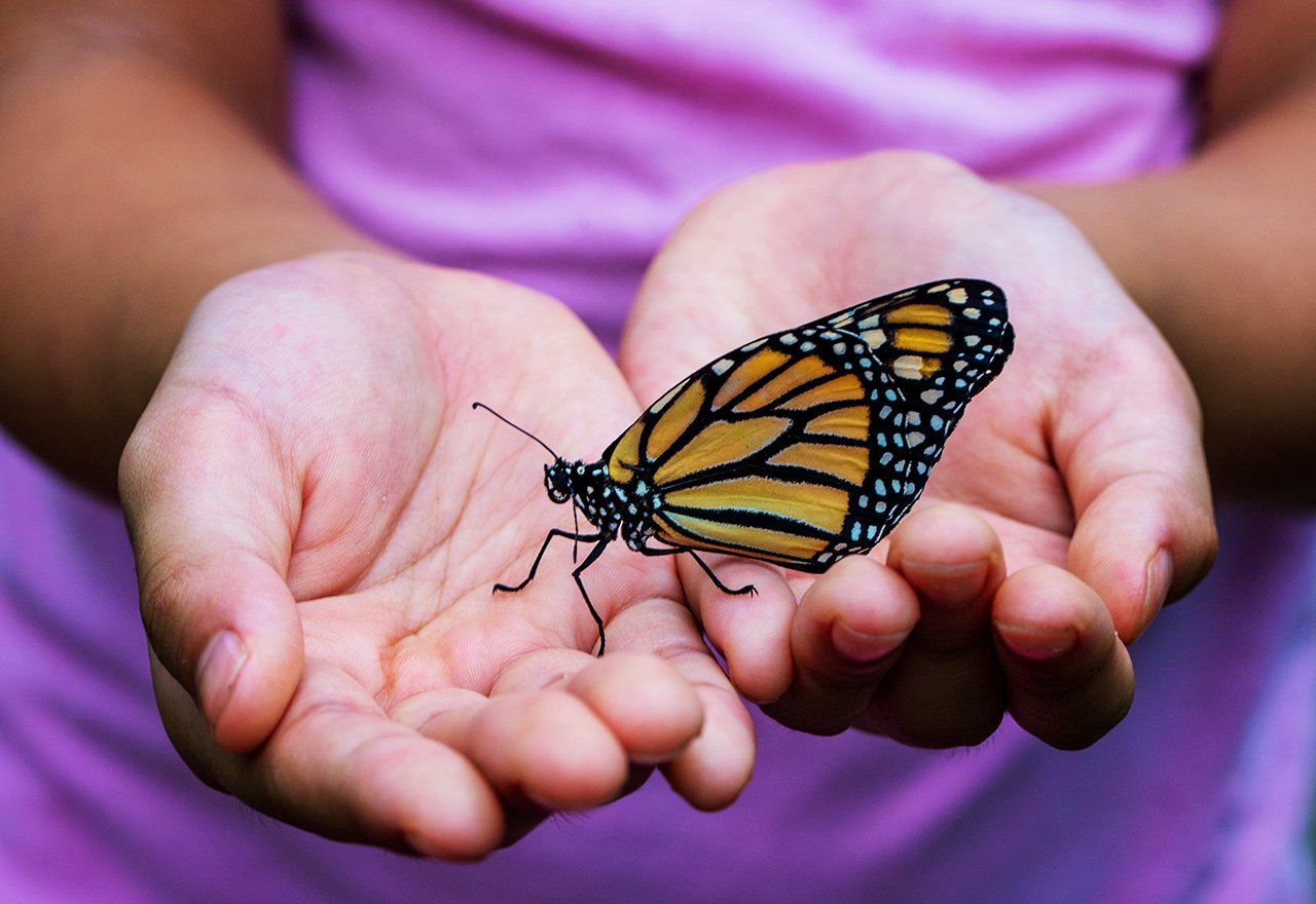 Hands Butterfly